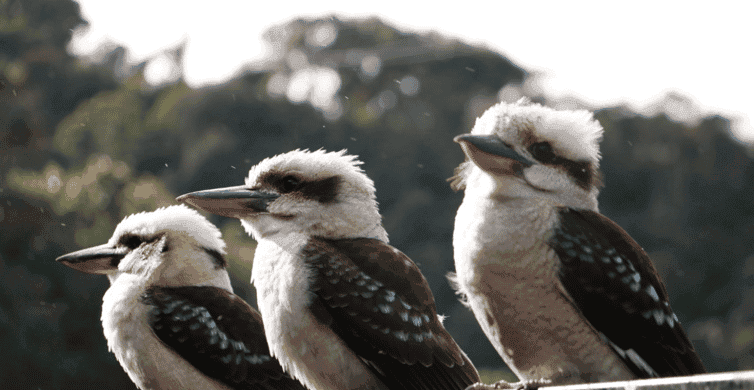 Grampians National Park Eco Day Tour photo 6