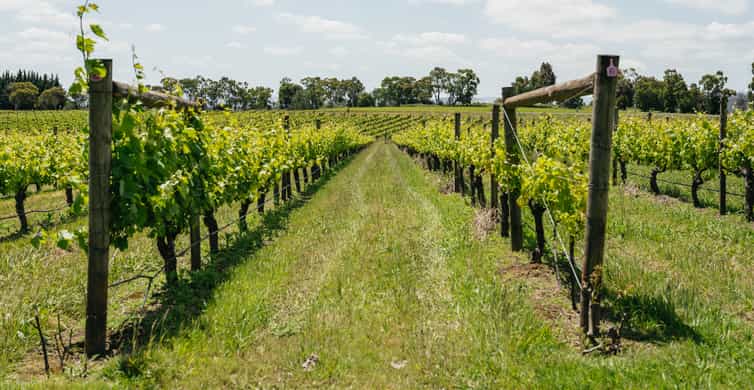 Yarra Valley Winery Hopping Tour photo 3