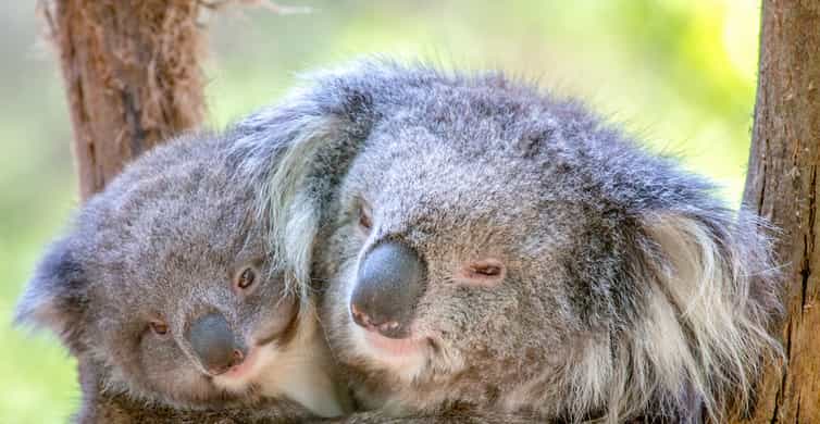 Healesville Sanctuary Wildlife Experience photo 2