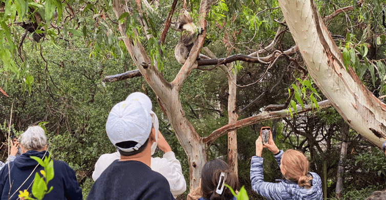 Great Ocean Road & 12 Apostles Day Trip photo 6
